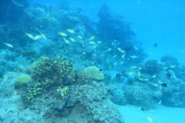 奄美大島 16 サンゴ礁 1