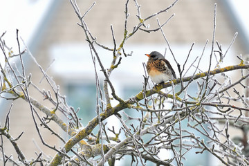 Apple Song thrush