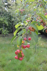 Summer's Crab Apples