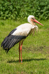 Storch 2