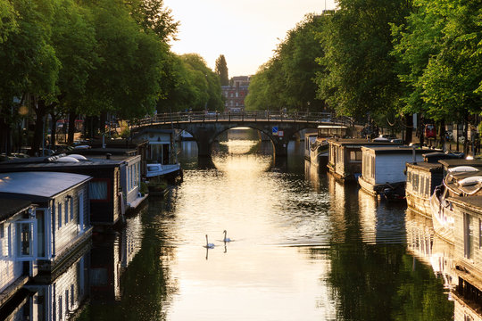 Beautiful summer sunrise on the famous canals of Amsterdam, the Netherlands, in summer with swans in the water