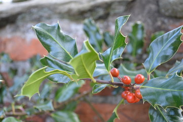 Winter Holly Berries