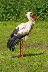 Storch 1