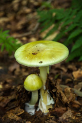 Death cap