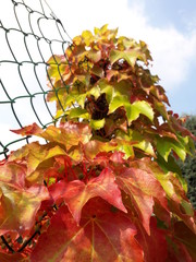 Foglie colorate in Autunno 