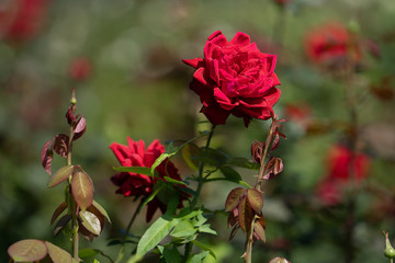 Rose in fiels