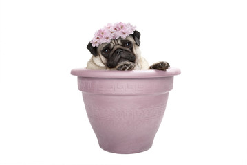 lovely sweet pug dog sitting in plant pot, wearing pale pink flowers diadem, isolated on white...
