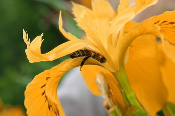 the bee climbed into the yellow flower.