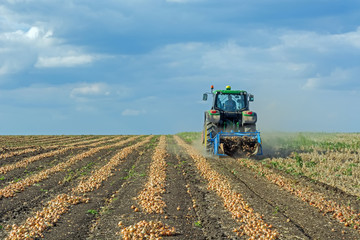 dug up onions in the field in rows, before harvesting by a combine harvester