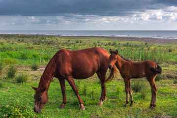 Fototapeta na wymiar Horse and foal grazing by the sea