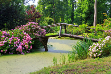 Beautiful wooden bridge in a park in the Netherlands in summer with lots of green and pink Hortensia flowers (Hydrangea macrophylla)
