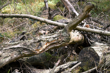 Forstwirtschaft ist nicht immer Profit-voll 