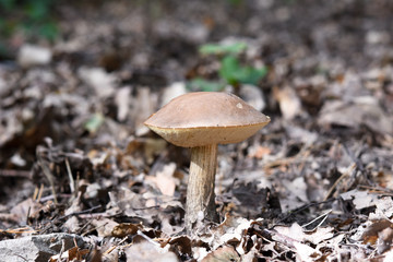Pilze suchen und finden! Wald und Natur in Deutschland
