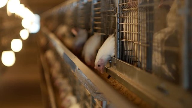 Poultry farm for broiler chickens breeding, young chickens sit in open-air cages and pecking mixed fodder, ranch