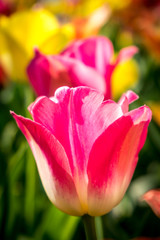 Netherlands,Lisse, a close up of a flower
