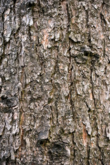 Rind-Oberfläche Baumstamm 