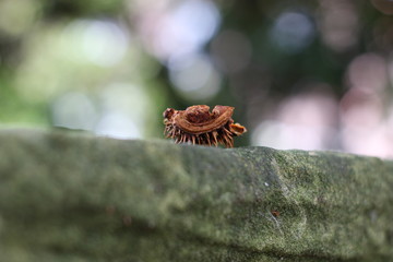 Brown Hazelnut shell laying on a wall