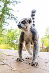 The ring-tailed lemur (Lemur catta) is a large strepsirrhine primate and it is endemic to the island of Madagascar. Known locally in Malagasy as maky
