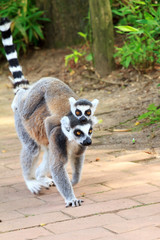 The ring-tailed lemur (Lemur catta) is a large strepsirrhine primate and it is endemic to the island of Madagascar. Known locally in Malagasy as maky
