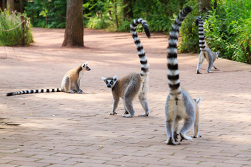 Obraz premium The ring-tailed lemur (Lemur catta) is a large strepsirrhine primate and it is endemic to the island of Madagascar. Known locally in Malagasy as maky 