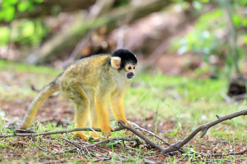 The black-capped squirrel monkey (Saimiri boliviensis) is a South American squirrel monkey, found in Bolivia, Brazil and Peru