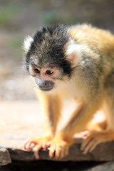 The black-capped squirrel monkey (Saimiri boliviensis) is a South American squirrel monkey, found in Bolivia, Brazil and Peru