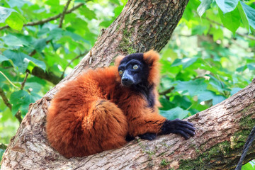 Obraz premium The red ruffed lemur (Varecia rubra), native to Madagascar and occurs only in the rainforests of Masoala