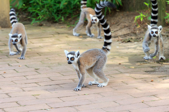 The ring-tailed lemur (Lemur catta) is a large strepsirrhine primate and it is endemic to the island of Madagascar. Known locally in Malagasy as maky
