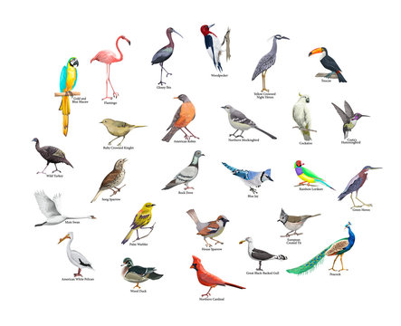 Collection of realistic tropical birds. Exotic wildlife