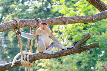 Fototapeta premium The proboscis monkey (Nasalis larvatus) aka long-nosed monkey, or bekantan in Indonesia, is an Old World monkey that is endemic to the southeast Asian island of Borneo