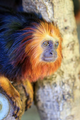 Obraz premium The golden-headed lion tamarin (Leontopithecus chrysomelas), aka the golden-headed tamarin, is endemic to Brazil