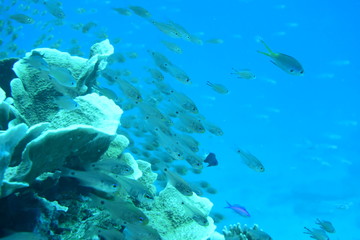 Fototapeta premium 奄美大島 16 サンゴ礁5