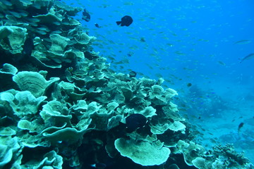 奄美大島 16 サンゴ礁6
