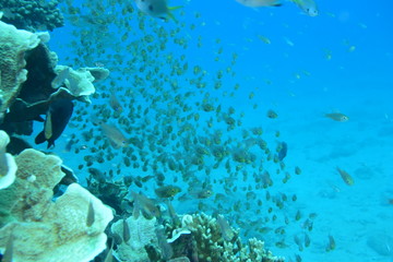 奄美大島 16 サンゴ礁8