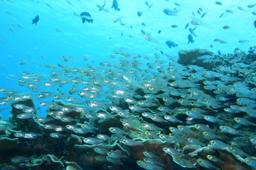 Fototapeta na wymiar 奄美大島 16 サンゴ礁１０