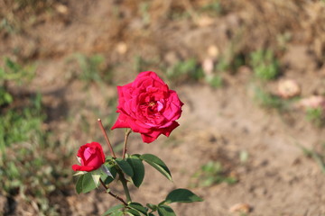 Botanical Garden