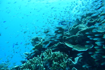 奄美大島 16 サンゴ礁１１