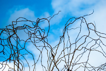 View of the curved tree branches opposite the blue-white sky