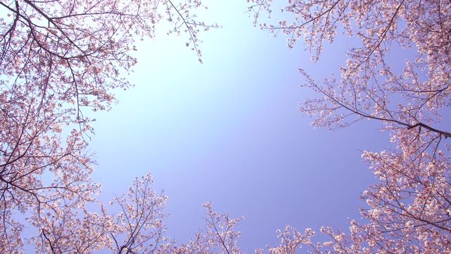 The sky is surrounded by cherry blossoms in full bloom in Japan.