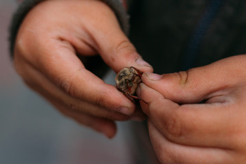 a beetle in the hands of a child. The child holds in the dirty hands of a May beetle, a horsetail.rural child. child in nature, studying nature. exploring the world of insects