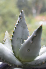 Thick, Fleshy Cactus