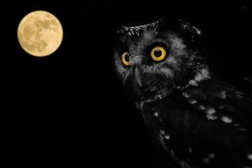 Owl Illuminated By Full Moon On Halloween Night
