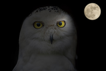 Halloween Scene With Owl And Full Moon