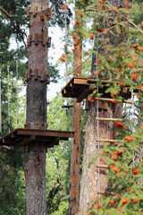 Forest. Sport. Sports equipment for family holidays