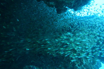 奄美大島 16 サンゴ礁12