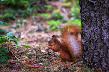 Squirrel in the woods in search of food