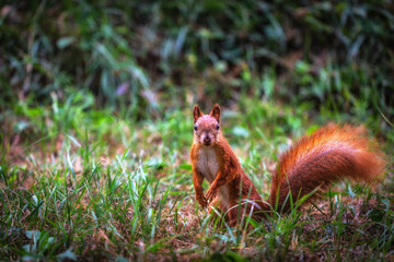 Squirrel in the woods in search of food