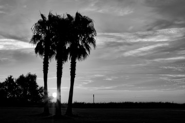 sunrise behind palm trees