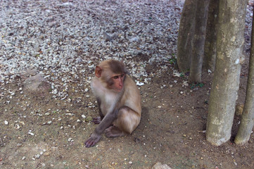 Vietnam. Nha Trang City, monkey island