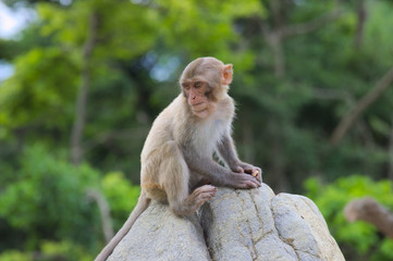 Vietnam. Nha Trang City, monkey
